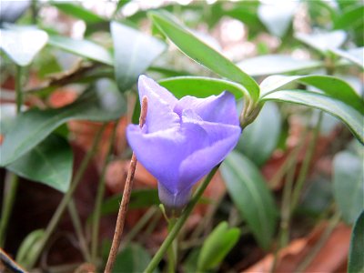 Kleines Immergrün (Vinca minor) im Schwetzinger Hardt photo