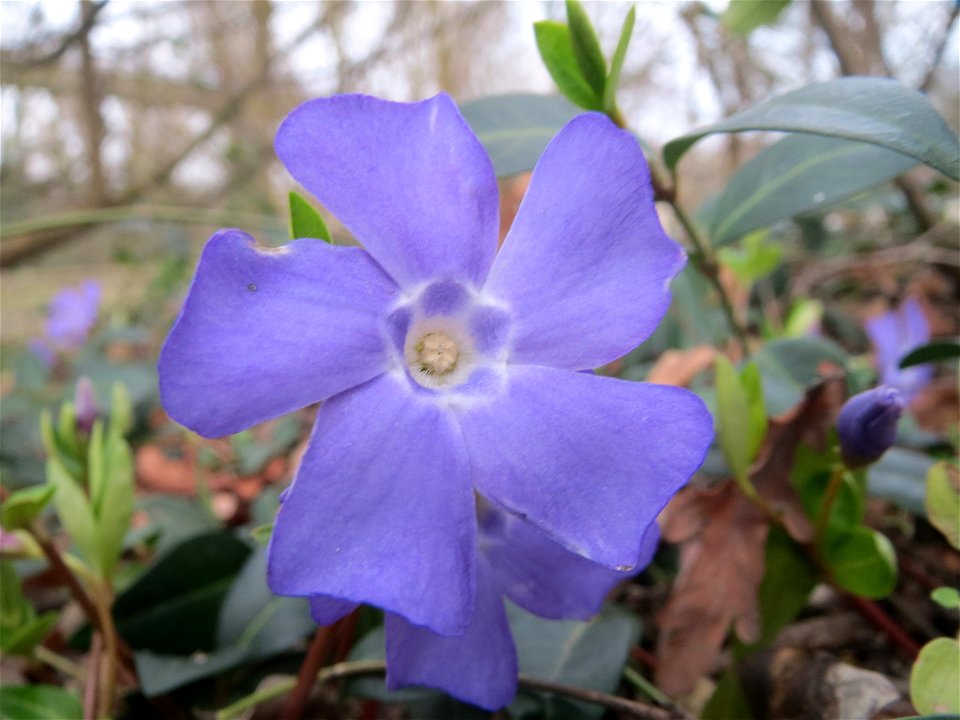Kleines Immergrün (Vinca minor) im Landesgartenschaupark Hockenheim