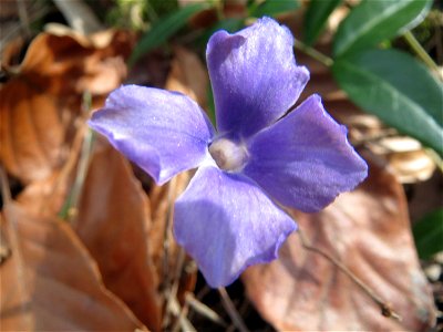 Kleines Immergrün (Vinca minor) im Schwetzinger Hardt