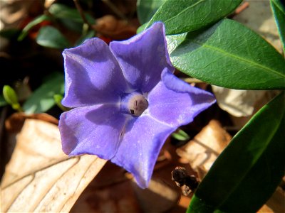 Kleines Immergrün (Vinca minor) im Schwetzinger Hardt
