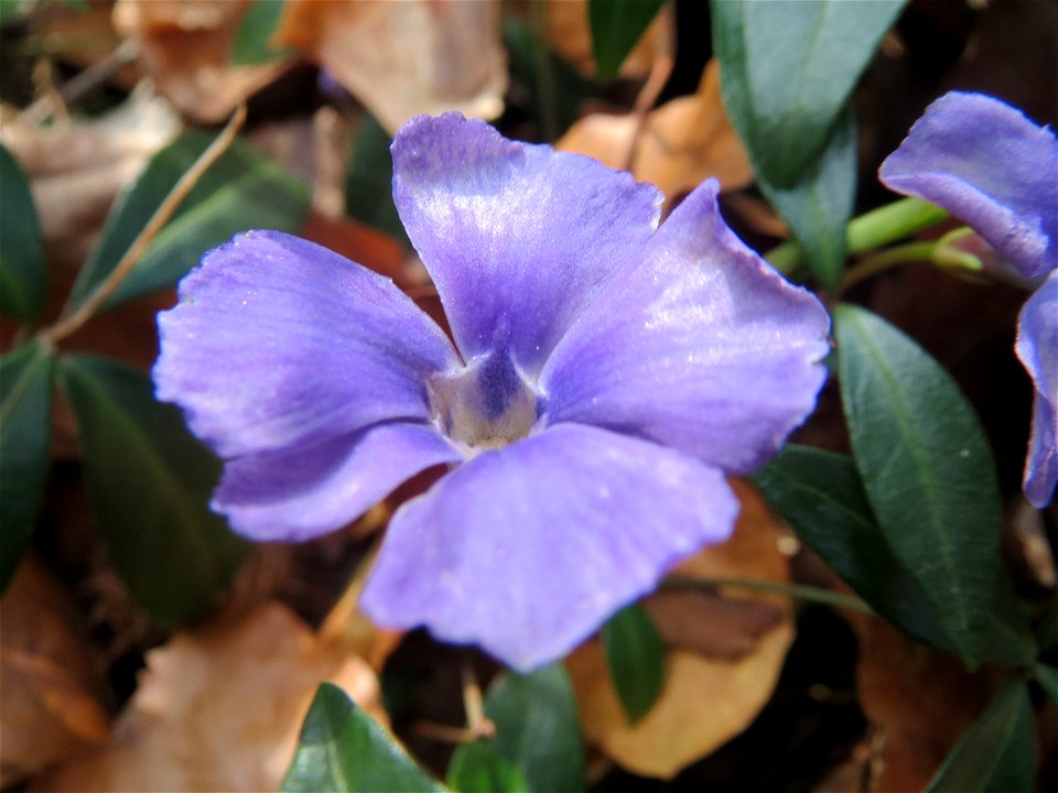 Kleines Immergrün (Vinca minor) im Schwetzinger Hardt