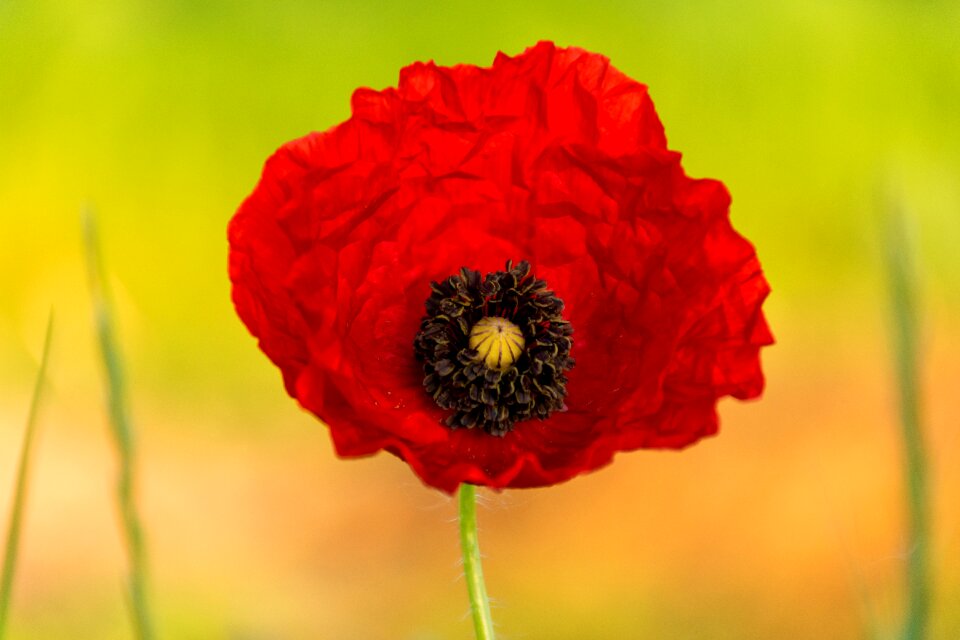 Red bloom poppies