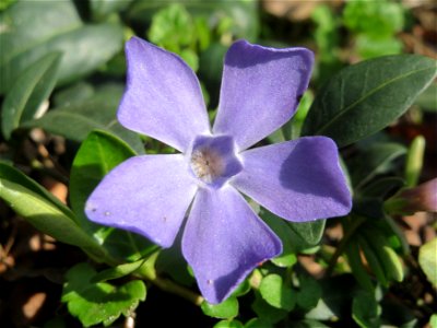Kleines Immergrün (Vinca minor) im Landesgartenschaupark Hockenheim