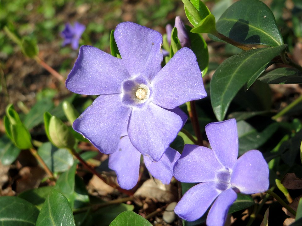 Kleines Immergrün (Vinca minor) im Landesgartenschaupark Hockenheim
