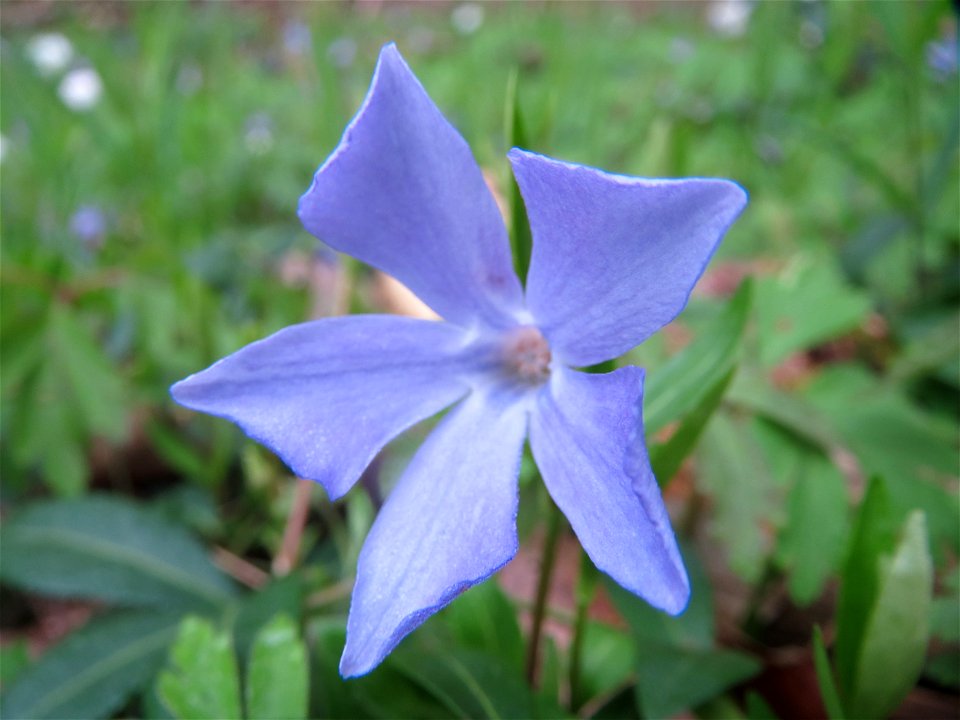 Kleines Immergrün (Vinca minor) im Brettwald bei Malsch