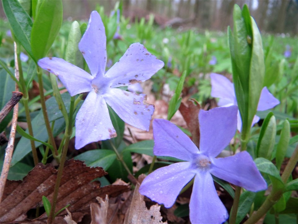 Kleines Immergrün (Vinca minor) im Brettwald bei Malsch