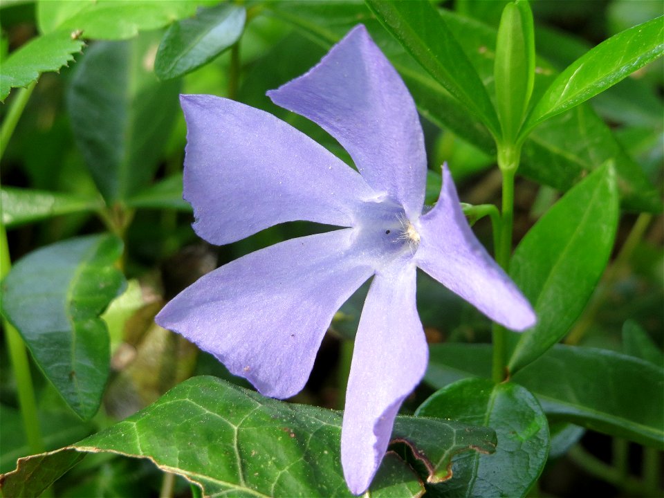 Kleines Immergrün (Vinca minor) im Schlossgarten Schwetzingen