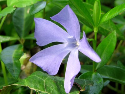 Kleines Immergrün (Vinca minor) im Schlossgarten Schwetzingen