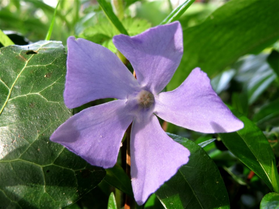 Kleines Immergrün (Vinca minor) im Schlossgarten Schwetzingen
