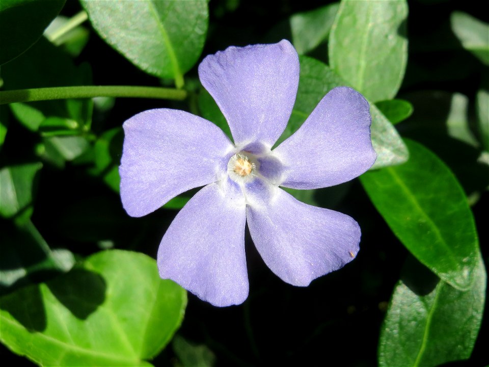 Kleines Immergrün (Vinca minor) an der Heinrich-Böcking-Straße in Saarbrücken