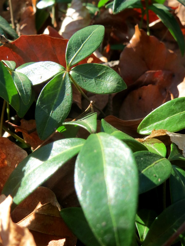 Kleines Immergrün (Vinca minor) im Schwetzinger Hardt - gegenwärtig noch ohne Blüte