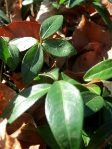 Kleines Immergrün (Vinca minor) im Schwetzinger Hardt - gegenwärtig noch ohne Blüte