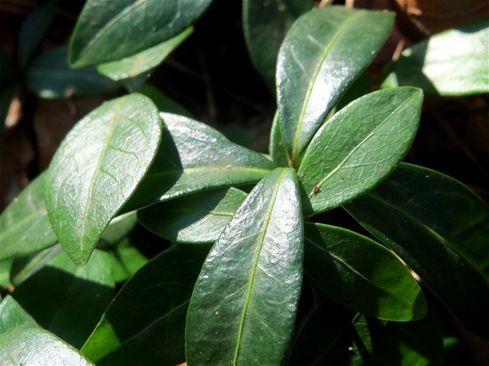 Kleines Immergrün (Vinca minor) im Schwetzinger Hardt - gegenwärtig noch ohne Blüte