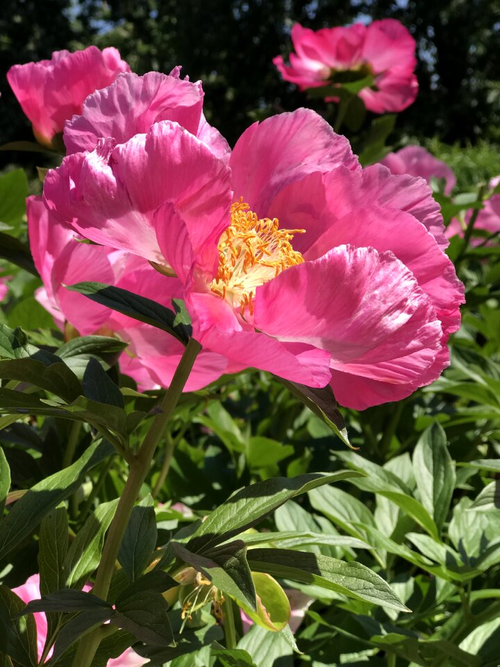 Flower blossom nature