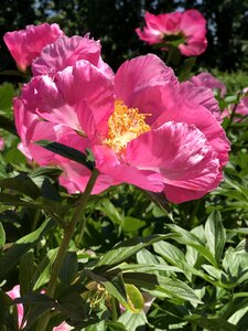 Flower blossom nature