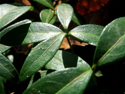 Kleines Immergrün (Vinca minor) im Schwetzinger Hardt - gegenwärtig noch ohne Blüte