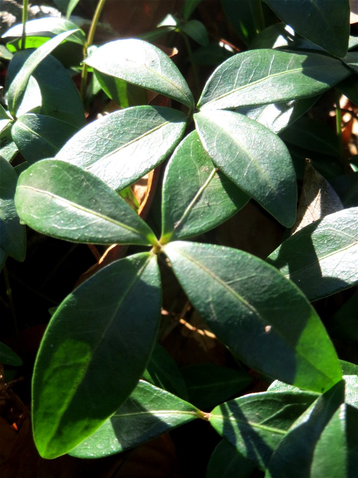 Kleines Immergrün (Vinca minor) im Schwetzinger Hardt - ein typischer Bodendecker im Wald, gegenwärtig noch ohne Blüte