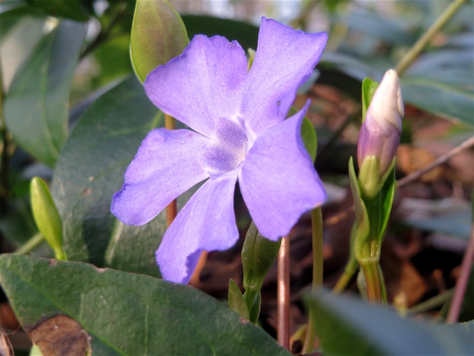 Kleines Immergrün (Vinca minor) im Landesgartenschaupark in Hockenheim