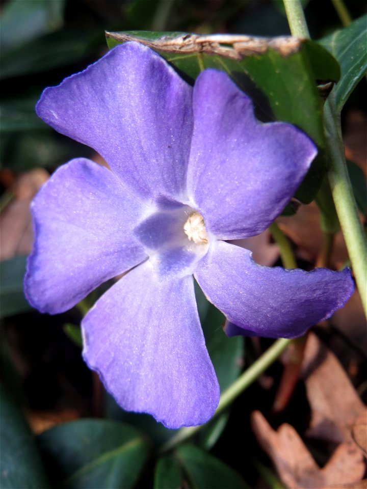 Kleines Immergrün (Vinca minor) im Landesgartenschaupark in Hockenheim