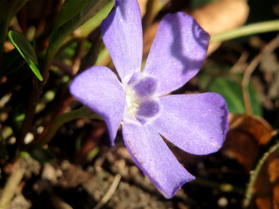Kleines Immergrün (Vinca minor) im Landesgartenschaupark in Hockenheim