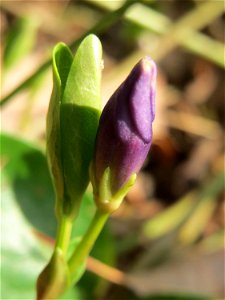 Kleines Immergrün (Vinca minor) im Landesgartenschaupark in Hockenheim