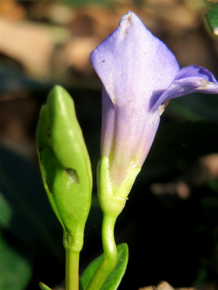 Kleines Immergrün (Vinca minor) im Landesgartenschaupark in Hockenheim