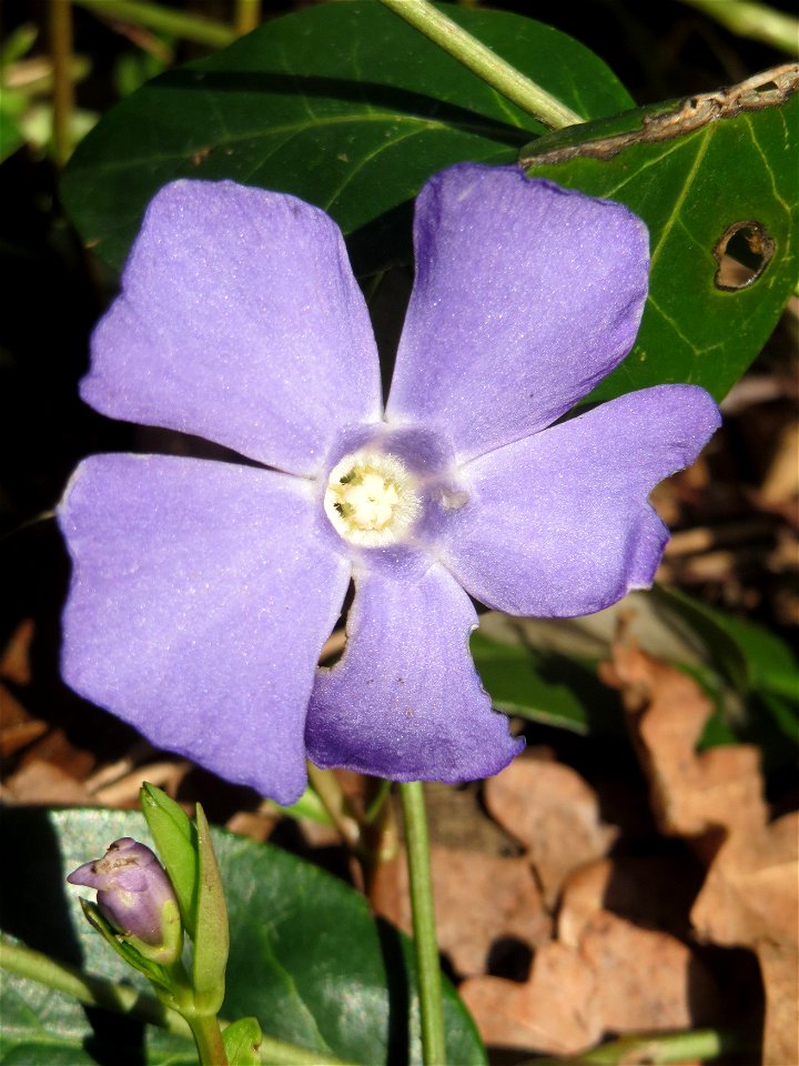 Kleines Immergrün (Vinca minor) im Landesgartenschaupark in Hockenheim