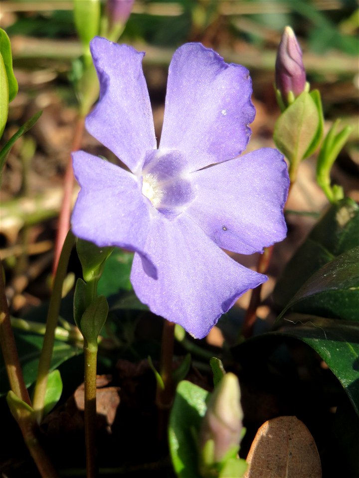 Kleines Immergrün (Vinca minor) im Landesgartenschaupark in Hockenheim