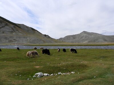 Alpine meadow cattle mountains