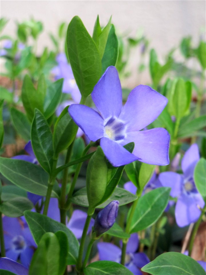 Kleines Immergrün (Vinca minor) an der Heinrich-Böcking-Straße in Saarbrücken