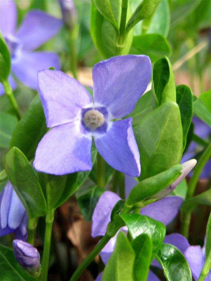 Kleines Immergrün (Vinca minor) an der Heinrich-Böcking-Straße in Saarbrücken