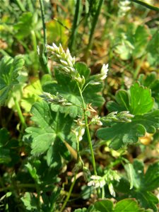 Einjähriges Rispengras (Poa annua) auf einem Grünstreifen zwischen Eisenbahnstraße und Am Damm in Hockenheim - das wohl häufigste aller Süßgräser photo