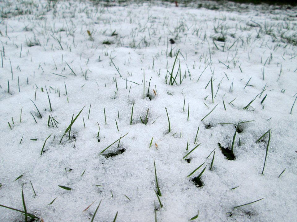 Gras im Schnee - höchstwahrscheinlich das Einjährige Rispengras (Poa annua) in Hockenheim
