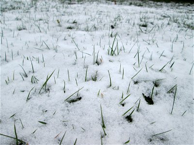 Gras im Schnee - höchstwahrscheinlich das Einjährige Rispengras (Poa annua) in Hockenheim photo