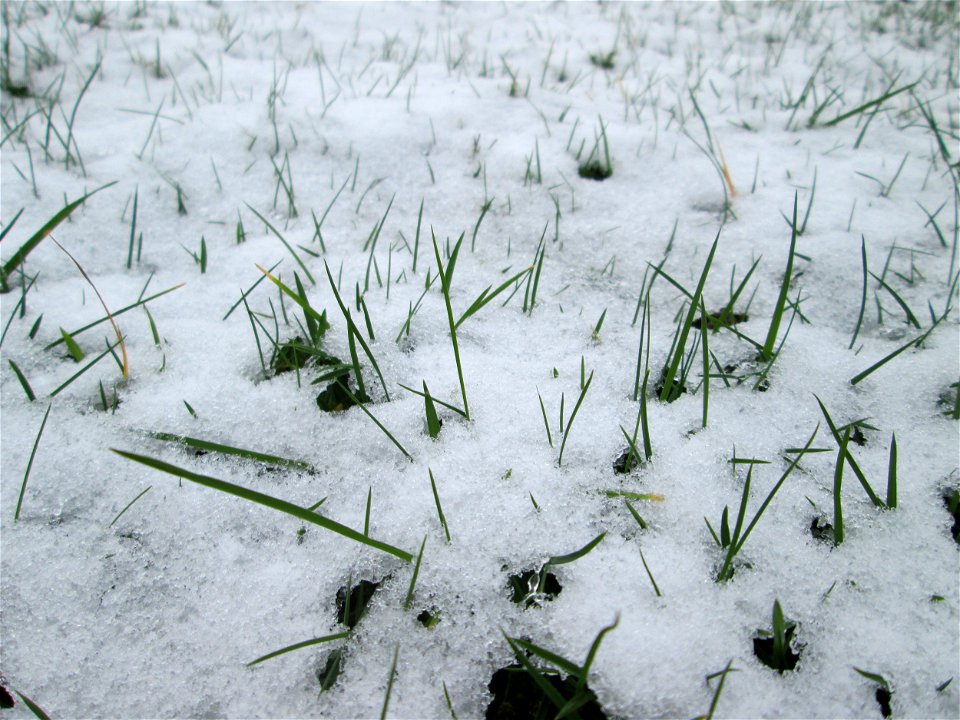 Gras im Schnee - höchstwahrscheinlich das Einjährige Rispengras (Poa annua) in Hockenheim