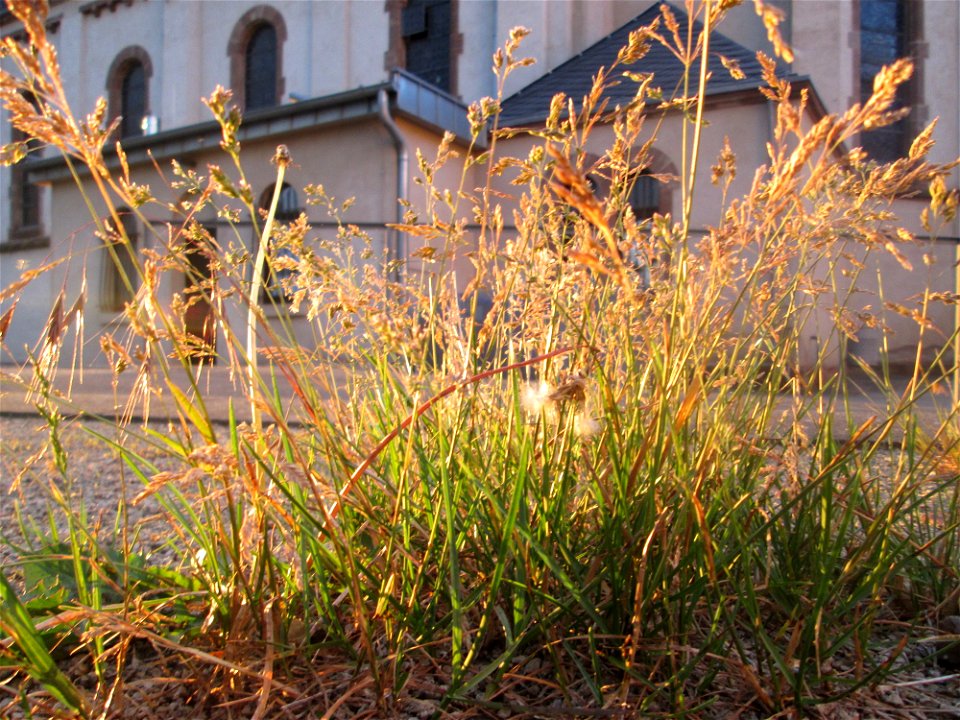 Einjähriges Rispengras (Poa annua) in Brebach