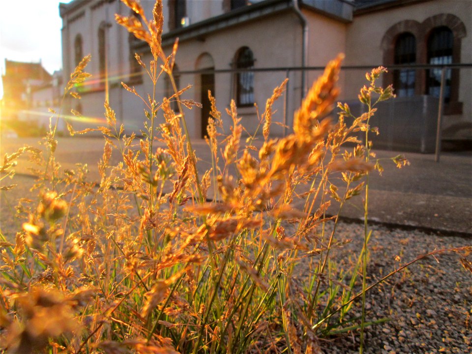 Einjähriges Rispengras (Poa annua) in Brebach photo