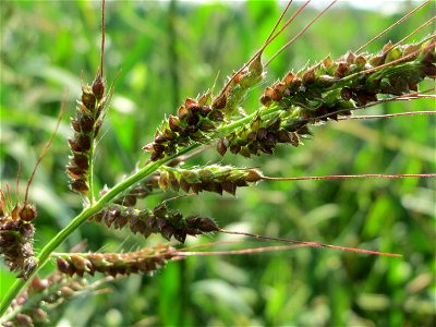 Hühnerhirse (Echinochloa crus-galli) bei Hockenheim