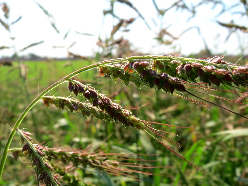 Hühnerhirse (Echinochloa crus-galli) bei Hockenheim