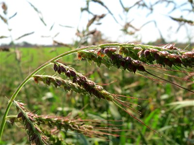 Hühnerhirse (Echinochloa crus-galli) bei Hockenheim