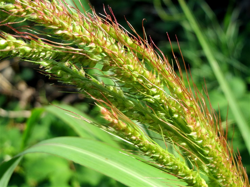 Hühnerhirse (Echinochloa crus-galli) in Hockenheim