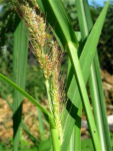 Hühnerhirse (Echinochloa crus-galli) in Hockenheim