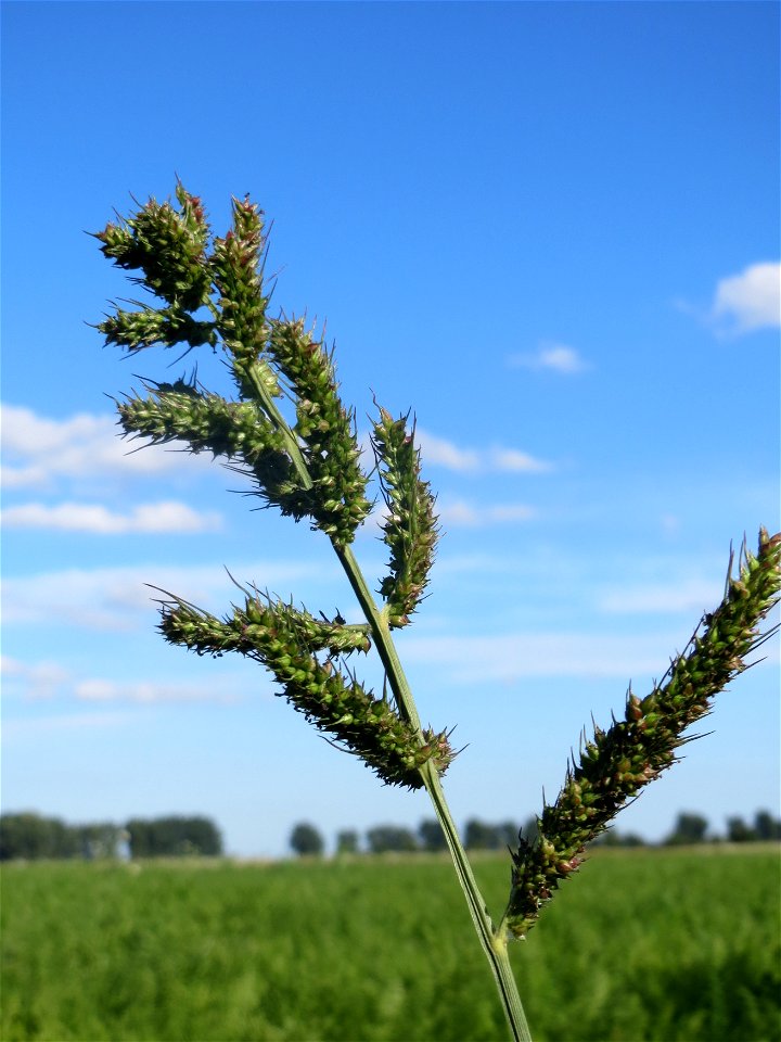 Hühnerhirse (Echinochloa crus-galli) am ehemaligen Kraichbachverlauf bei Hockenheim. Der frühere Kraichbachverlauf zwischen Hockenheim und Reilingen läßt sich noch deutlich an Hecken und Galerie-Wälde