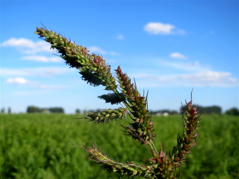 Hühnerhirse (Echinochloa crus-galli) am ehemaligen Kraichbachverlauf bei Hockenheim. Der frühere Kraichbachverlauf zwischen Hockenheim und Reilingen läßt sich noch deutlich an Hecken und Galerie-Wälde