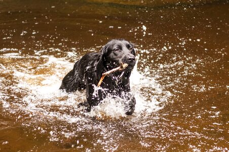 Animal swim nature