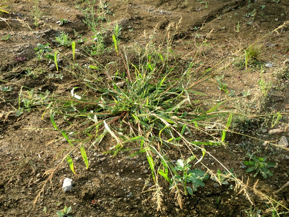 Hühnerhirse (Echinochloa crus-galli) auf einer Ruderalfläche am Messplatz Hockenheim