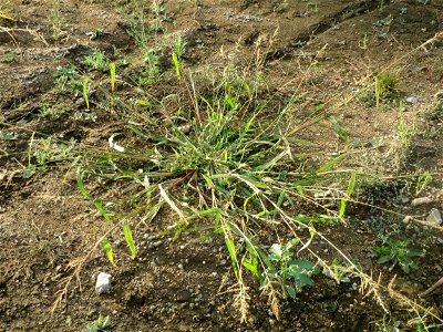 Hühnerhirse (Echinochloa crus-galli) auf einer Ruderalfläche am Messplatz Hockenheim