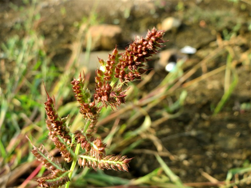 Hühnerhirse (Echinochloa crus-galli) auf einer Ruderalfläche am Messplatz Hockenheim