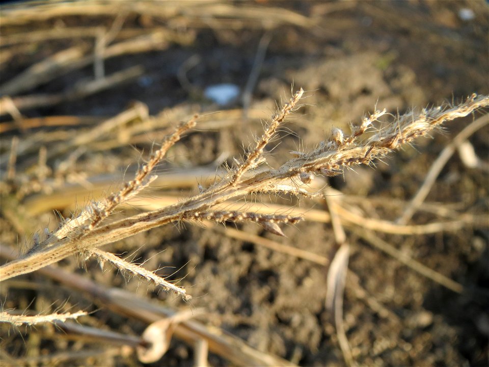 Hühnerhirse (Echinochloa crus-galli) in Hockenheim