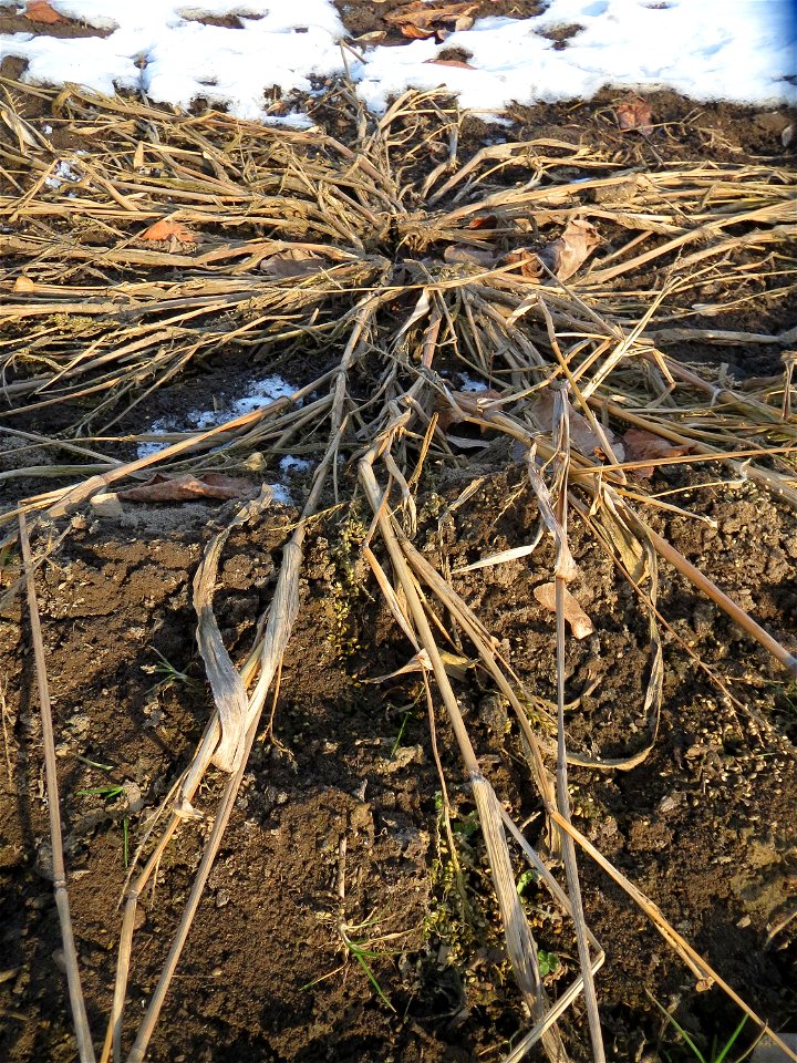 Hühnerhirse (Echinochloa crus-galli) in Hockenheim